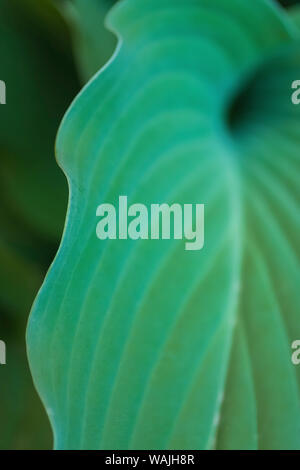 Hosta leaf detail Stock Photo