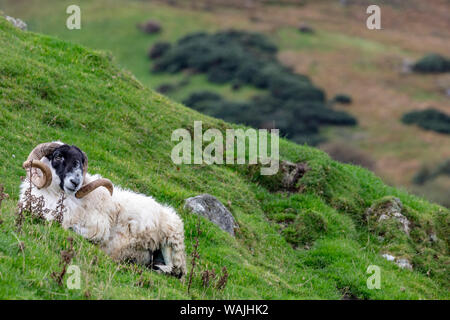 Lanark blackface ram on the Fanad Peninsula, Ireland Stock Photo