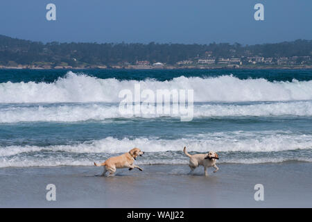 Labradors playing in surf (PR) Stock Photo