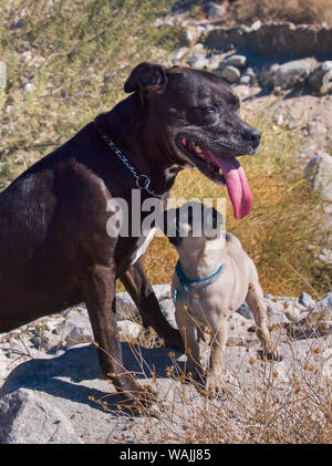 Pug puppy and American pit bull in the desert. Stock Photo