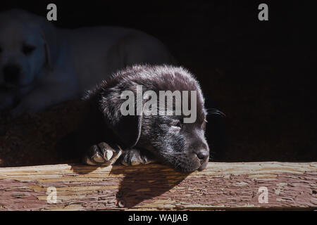 Labrador retriever puppy. Stock Photo