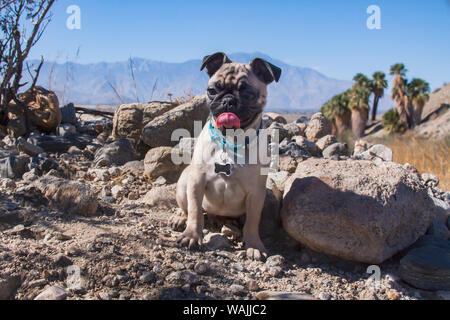 Pug puppy in the desert. Stock Photo