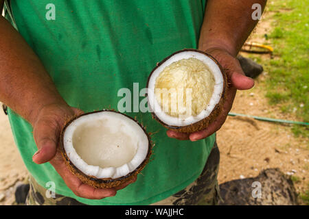 Kosrae, Micronesia. Srimite, called 'coconut foam' in Micronesia, forms when the 'water' inside solidifies as the sprouted coconut grows. Very nutritious. (MR) Stock Photo