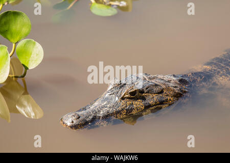 Pantanal, Mato Grosso, Brazil. Yacare Caimans sunning in a river, mostly submerged. Stock Photo