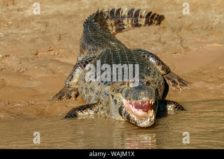 Pantanal, Mato Grosso, Brazil. Yacare Caiman with an open mouth sunning itself in the Cuiaba River. Stock Photo