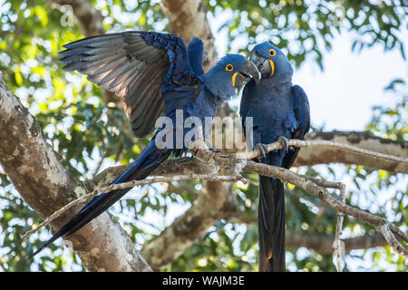 Pantanal, Mato Grosso, Brazil. Mated pair of Hyacinth Macaws showing affection as they perch in a tree. Stock Photo