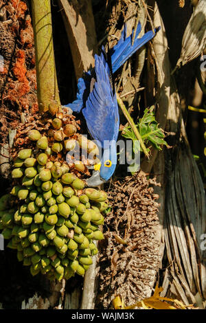 Pantanal, Mato Grosso, Brazil. Hyacinth Macaw eating a palm seed from a Babassu Palm tree. Stock Photo