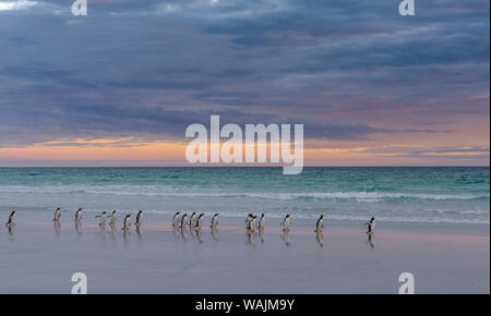 Gentoo Penguin (Pygoscelis Papua) on the sandy beach of Volunteer Point. South America, Falkland Islands Stock Photo