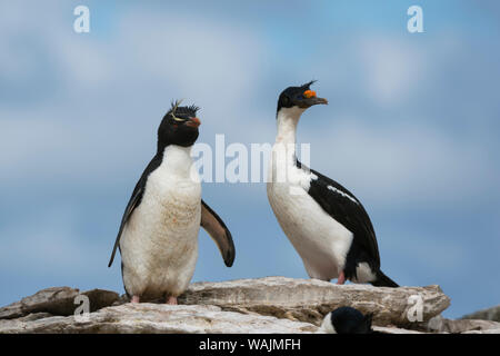 Portrait of a Rockhopper penguins, Eudyptes chrysocome, and an Imperial shag, Leucocarbo atriceps. Stock Photo