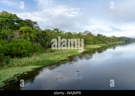 Amazon National Park, Peru. Maranon River rainforest landscape, with the riverbank lined with invasive water lettuce.