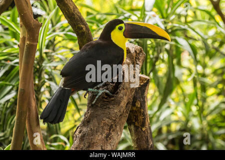 Costa Rica, La Paz River Valley. Captive black-mandibled toucan on tree. Credit as: Cathy & Gordon Illg / Jaynes Gallery / DanitaDelimont.com Stock Photo