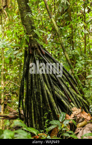 Luna Nueva Rainforest in Costa Rica. A walking palm tree (Socratea exorrhiza) has its roots above ground. Stock Photo