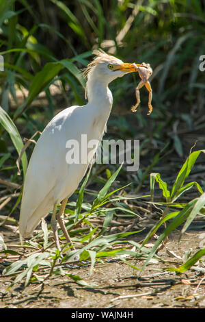 Palo Verde National Park, Costa Rica. Cattle egret (Bubulcus ibis) eating a frog, seen on a boat ride on the Tempisque River. Stock Photo