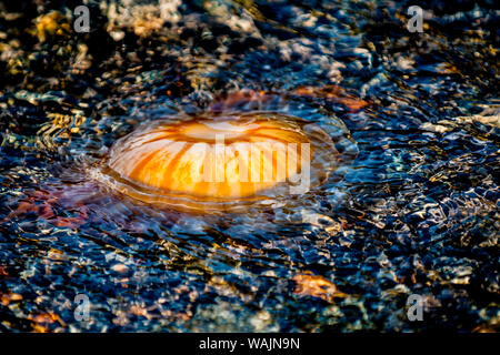 Moon jellyfish (Aurelia aurita), Resurrection Bay, Kenai Fjords National Park, Alaska, USA. Stock Photo