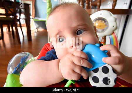 6 month old baby in play saucer chewing on toy, teething. (MR) Stock Photo