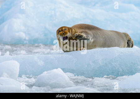 Norway, Svalbard, Spitsbergen. Monacobreen Glacier, bearded seal hauled out on glacial ice.