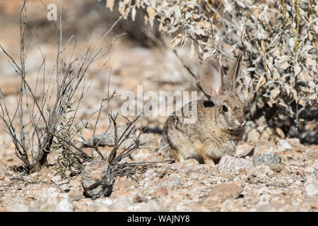 USA, Buckeye, Arizona. Desert cottontail in the Sonoran Desert. Stock Photo