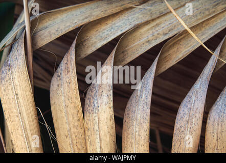 Palm fronds, Coachella Valley Preserve-Thousand Palms Oasis, California Stock Photo