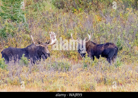 USA, Colorado, Cameron Pass. Two bull moose with antlers. Credit as: Fred Lord / Jaynes Gallery / DanitaDelimont.com Stock Photo