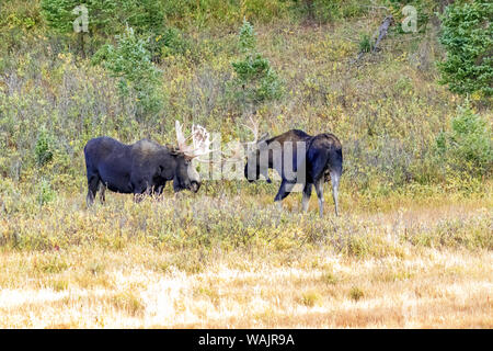 USA, Colorado, Cameron Pass. Two bull moose dueling. Credit as: Fred Lord / Jaynes Gallery / DanitaDelimont.com Stock Photo