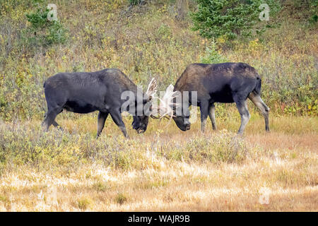 USA, Colorado, Cameron Pass. Two bull moose dueling. Credit as: Fred Lord / Jaynes Gallery / DanitaDelimont.com Stock Photo