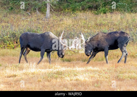 USA, Colorado, Cameron Pass. Two bull moose dueling. Credit as: Fred Lord / Jaynes Gallery / DanitaDelimont.com Stock Photo