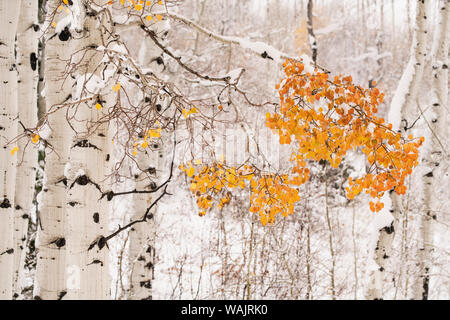 USA, Colorado, White River National Forest. Snow coats aspen trees in winter. Credit as: Don Grall / Jaynes Gallery / DanitaDelimont.com Stock Photo