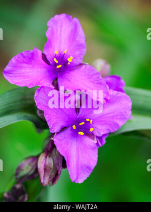 Purple Virginia spiderwort, Tradescantia virginiana growing in a wildflower garden. Stock Photo