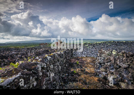 Portugal, Azores, Pico Island, Arcos. Vineyards made of volcanic stone Stock Photo