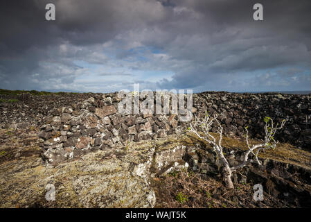 Portugal, Azores, Pico Island, Arcos. Vineyards made of volcanic stone Stock Photo