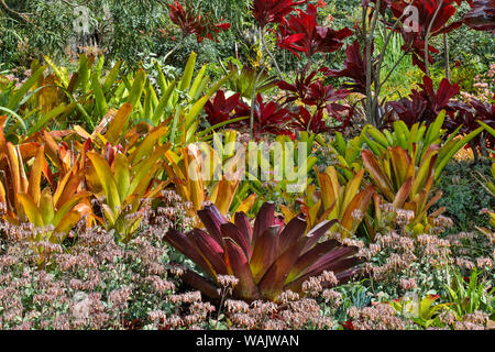 Bromeliad planting on hillside, Upcountry, Maui, Hawaii. Stock Photo
