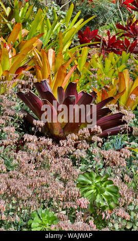 Bromeliad planting on hillside, Upcountry, Maui, Hawaii. Stock Photo