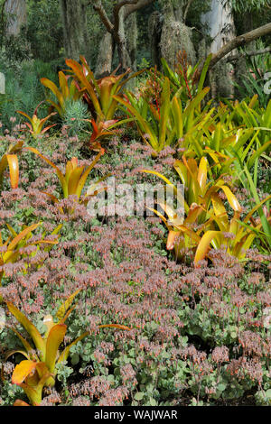 Bromeliad planting on hillside, Upcountry, Maui, Hawaii. Stock Photo