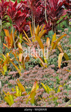 Bromeliad and tea planting on hillside, Upcountry, Maui, Hawaii. Stock Photo