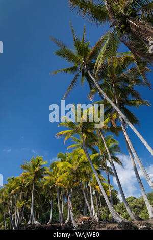 Palms along the Puna Coast, Big Island, Hawaii, (Before the lava flow of 2018) Stock Photo