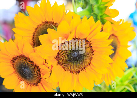 Saturday Farmer's Market in Downtown Hilo, Big Island, Hawaii Stock Photo