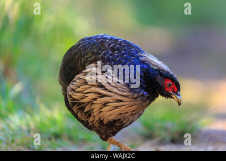 Kalij Pheasant (Lophura leucomelanos), Bird Park, Kipuka Puaulu, Special Ecological Area, Volcano just outside of HI Volcanoes National Park, Big Island, Hawaii Stock Photo