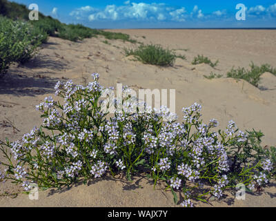 Cakile maritima European sea rocket flowers Thornham Dunes Norfolk August Stock Photo