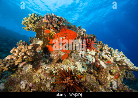 Scuba Diving at Molokini Crater, Maui, Hawaii, USA Stock Photo