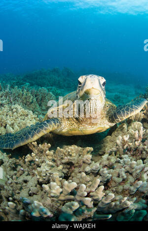 Green Sea Turtle, cleaning station near Makena State Park, South Maui, Hawaii, USA Stock Photo