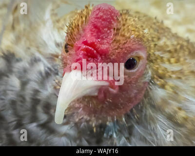 USA, Indiana, Indianapolis. Portrait of a prize-winning chicken. Credit as: Wendy Kaveney / Jaynes Gallery / DanitaDelimont.com Stock Photo