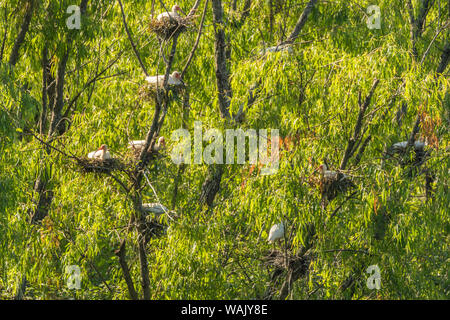 USA, Louisiana, Evangeline Parish. White ibis nests in rookery. Credit as: Cathy and Gordon Illg / Jaynes Gallery / DanitaDelimont.com Stock Photo