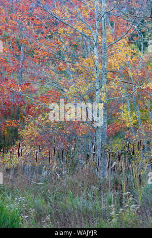 USA, Maine. Colorful autumn foliage in the forests of Sieur de Monts, Acadia National Park. Stock Photo