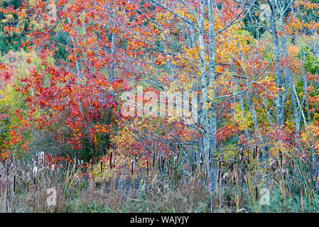 USA, Maine. Colorful autumn foliage in the forests of Sieur de Monts, Acadia National Park. Stock Photo