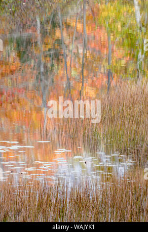 USA, Maine. Autumn reflections and grasses on New Mills Meadow Pond, Acadia National Park. Stock Photo