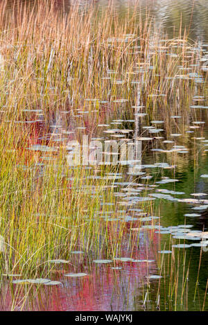USA, Maine. Grasses and lily pads on New Mills Meadow Pond, Acadia National Park. Stock Photo