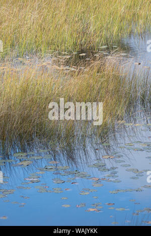 USA, Maine. Grasses and lily pads on New Mills Meadow Pond, Acadia National Park. Stock Photo