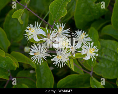 Clematis vitalba Old man's beard flowers Thornham Dunes Norfolk August Stock Photo