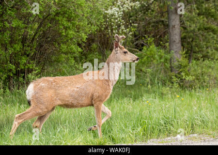 Bozeman, Montana, USA. Male mule deer with early velvety antlers beside a rural road. Stock Photo