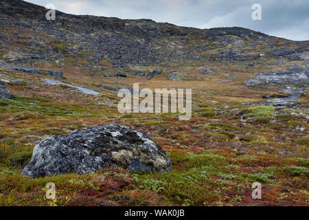 Greenland, Eqip Sermia. Tundra in autumn. Stock Photo